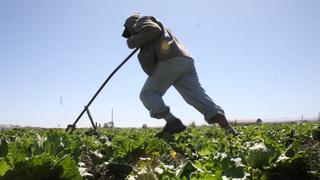 Guatemala se queja contra Perú ante OMC por aranceles agrícolas