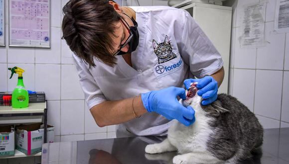 Los primeros casos de mascotas con coronavirus en Estados Unidos ocurrieron en Nueva York. (Foto: AFP/Yuri Kadobnov/Referencial)