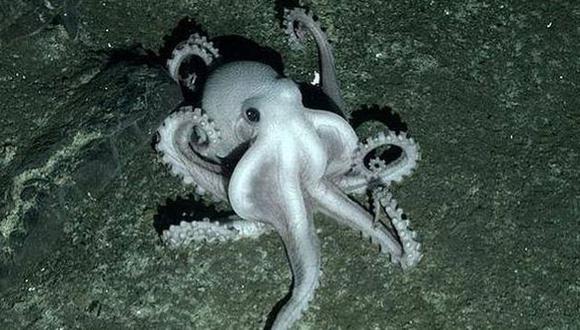 NUEVAS ESPECIES. Los animales fueron encontrados en las profundidades del Océano Atlántico Sur. (Internet)