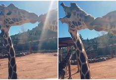 ¡Puro amor! Dos jirafas se dan tierno beso y explotan las redes sociales [VIDEO]