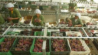 Adex: Exportación de uvas en octubre creció 94.6%
