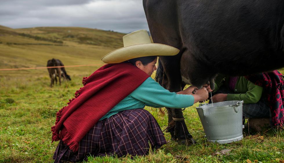 Cajamarca es la región peruana ganadera por excelencia. (Foto: Difusión)&nbsp;