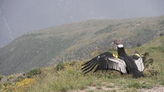 Midagri realizará censo del cóndor andino para conservar su especie