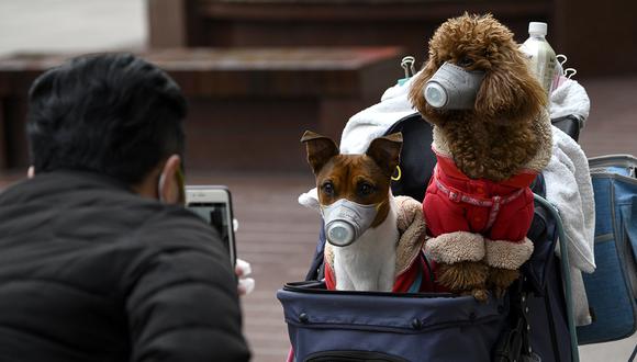 Un hombre toma fotos de perros con máscaras de protección por el coronavirus en un cochecito en Shanghái. (Foto: AFP)