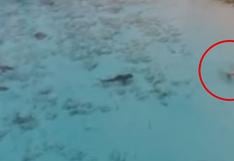 Niño se salva de ser devorado por cuatro tiburones [VIDEO]