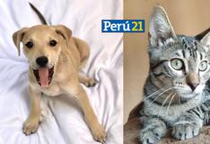 Fundación Rayito y Súper Pet se unen para realizar una jornada de adopción de perritos y gatitos [FOTOS]