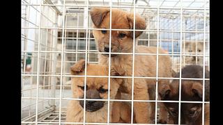 Averigua cómo denunciar la venta ilegal de animales