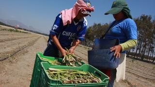 Pese a crisis, productos agrícolas peruanos llegaron a 152 países