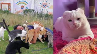 Los últimos días de Mishi Wasi: Albergue para gatos en Cusco es desalojado y necesita nuestra ayuda 
