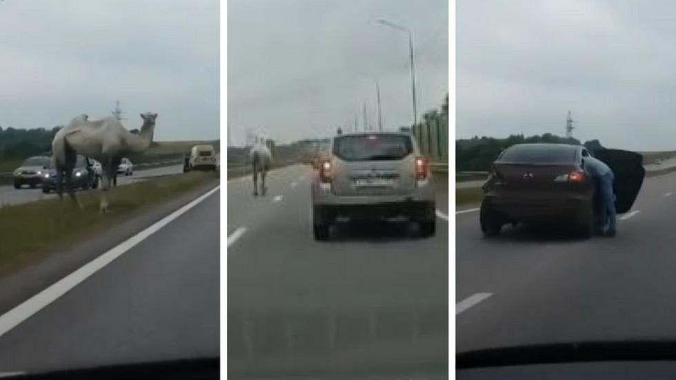 Un camello alborotó a muchos conductores en una carretera de Rusia. (Captura YouTube - Ruptly)