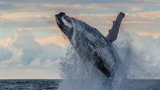 Tumbes apuesta por el avistamiento de ballenas para reactivar la economía