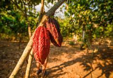 El Perú impulsa la producción responsable de cacao por demanda europea
