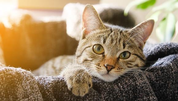 Debido a su naturaleza nocturna, los gatos suelen ser mucho más hiperactivos en la tarde. (Foto: Getty Images)