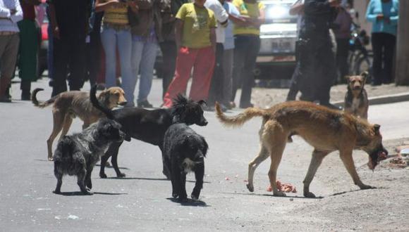 Se advirtió que se eliminarán a los perros callejeros. (Perú21)