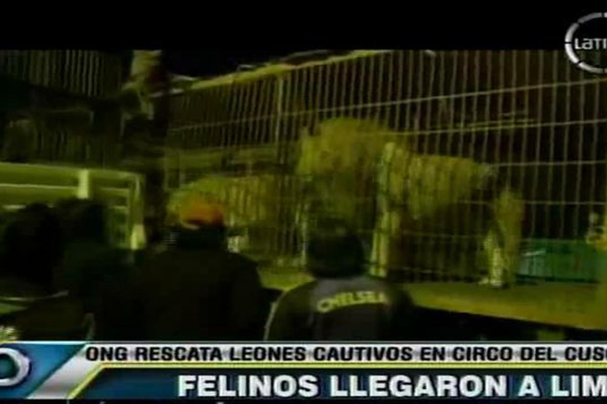 Leones en cautiverio del Circo Mónaco llegaron a Lima | LIMA | PERU21