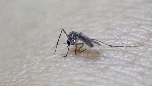 Mosquito del Aeudus aegypti ha infectado del zika a más de 20 mil colombianos (Reuters).