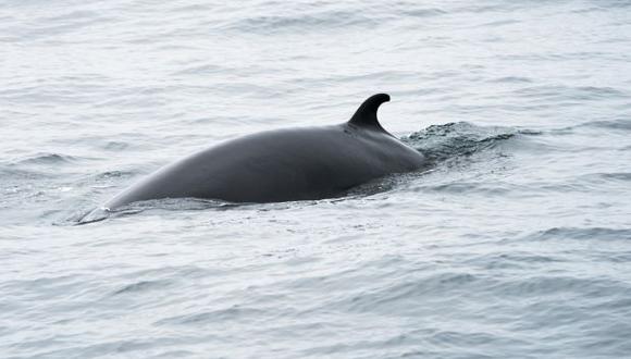 Además de sus capturas en el Antártico, Japón caza ballenas en el Pacífico Norte. (Foto referencial: AFP)