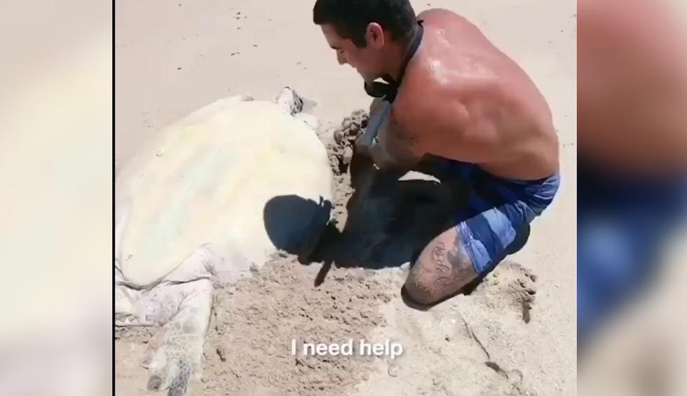 Tortuga encallada en playa fue rescatada por un joven padre que paseaba con su pequeño hijo. (Crédito: theCHIVE en Facebook)