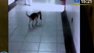 Pucallpa: Gato caza ratón en los ambientes del Hospital Regional [Video]