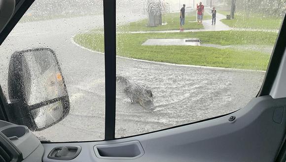 Un caimán de más de dos metros detiene el tráfico en una carretera inundada en Florida. (Facebook | Roger Light Jr)