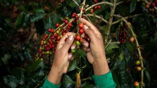 El 65% de plantaciones de café ya cumplió su ciclo