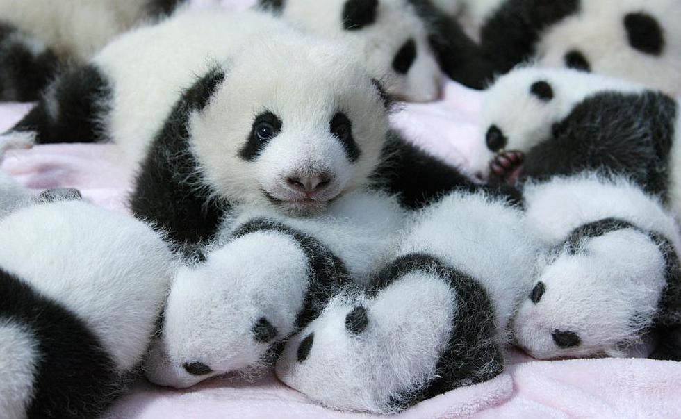 Hoy fueron presentados al público 14 pandas bebes en el Centro de Investigación y cría de Pandas Gigantes en Chengu, China.  (Reuters)
