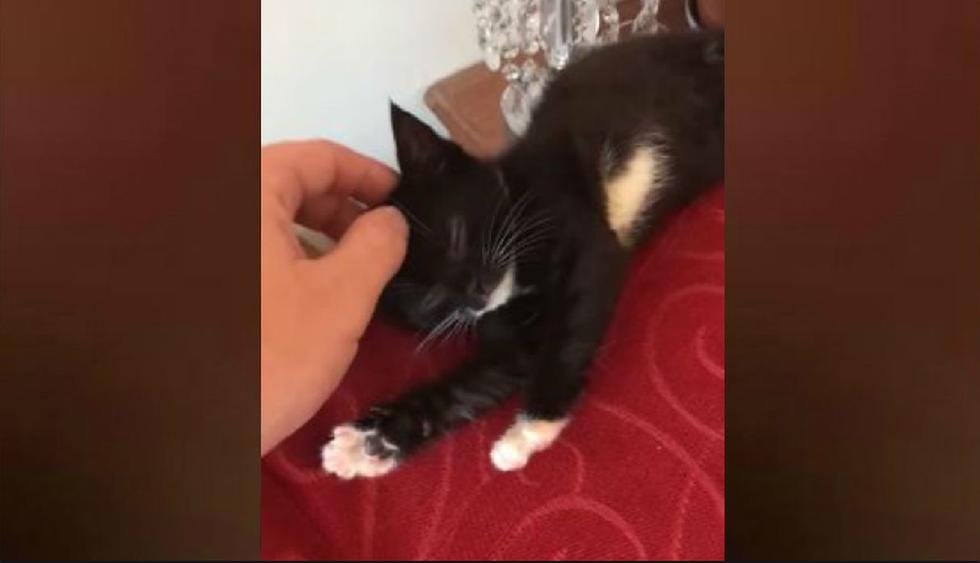 El pequeño felino estaba siendo acariciado por su dueño, mientras estaba descansando en un sofá. (YouTube: ViralHog)
