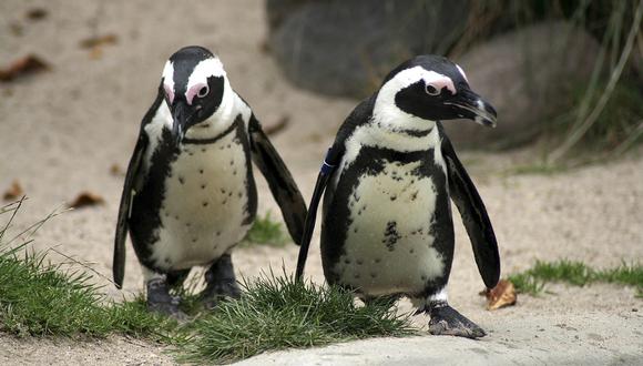 Una pareja gay de pingüinos roba un huevo para incubarlo juntos. La historia es viral en Facebook. (Pixabay)