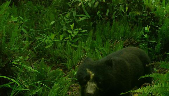 Registro de oso de anteojos y paujil del Sira destaca buen estado de conservación de la Reserva Comunal El Sira. Foto: Sernanp