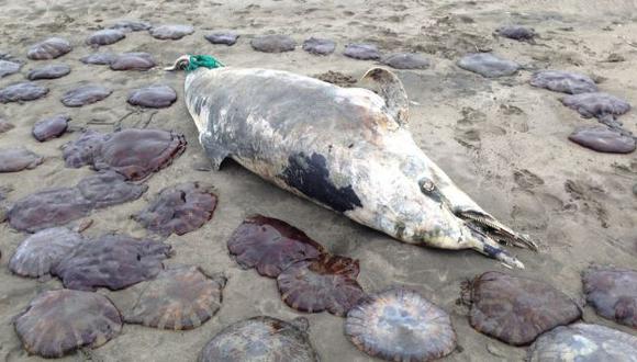 Lambayeque: 800 animales marinos aparecen muertos en lo que va del 2014. (USI)