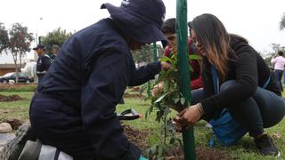 Municipalidad de San Borja promueve entre vecinos la campaña “Adopta un árbol”
