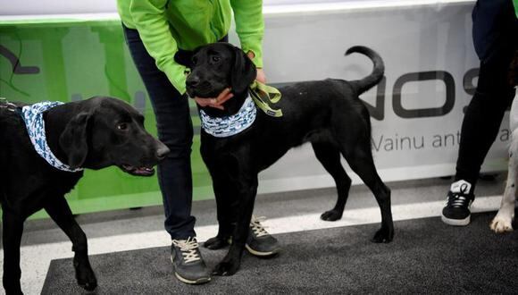 Los perros Miika y Titta fueron entrenados para detectar el COVID-19 en pasajeros que llegan al aeropuerto de Helsinki, en Finlandia. Francia busca replicar el proyecto. (Foto: Reuters)