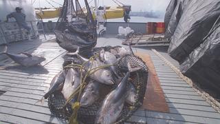 Produce aplicará restricciones a pesca de atún para conservación del recurso