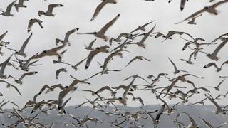 Chorrillos: Cientos de gaviotas de Franklin arriban a los Pantanos de Villa