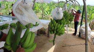 Disponen medidas fitosanitarias para controlar plaga que afecta cultivos de plátanos y bananos