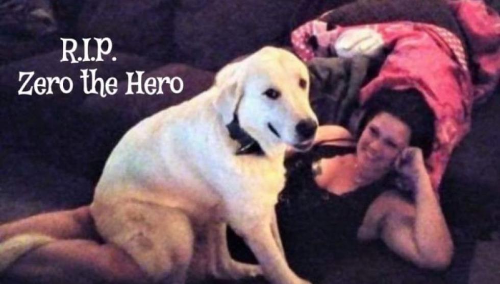Perro rescatado por una familia se convierte en su héroe y muere salvándolos en tiroteo.