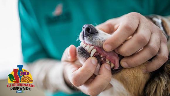 Tu veterinario responde: ¿Cómo me encargo del cuidado dental de mi mascota? (Getty Images)