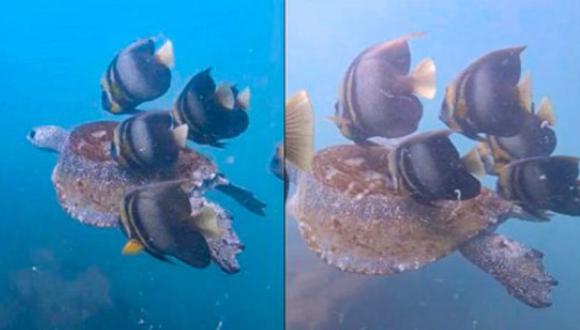 Detectaron la primera interacción de simbiosis mutualista entre peces y tortugas.