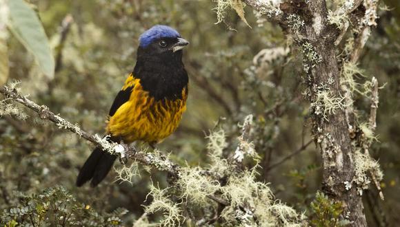 Lanzan innovador concurso para proteger aves en extinción en el Perú. (Foto: Instagram)