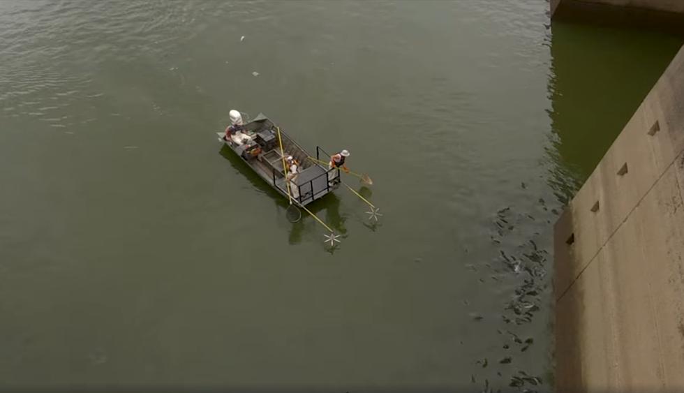 Electrocutaron a cientos de carpas asiáticas en un lago de Estados Unidos por el peligro que representaban. (Facebook)
