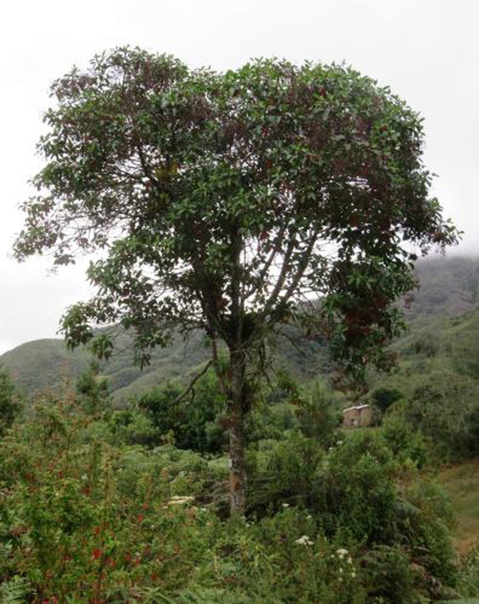 La Cinchona Officinalis, nombre científico del árbol de la quina, solo crece en pendientes del bosque nubloso. (Foto: Andina)