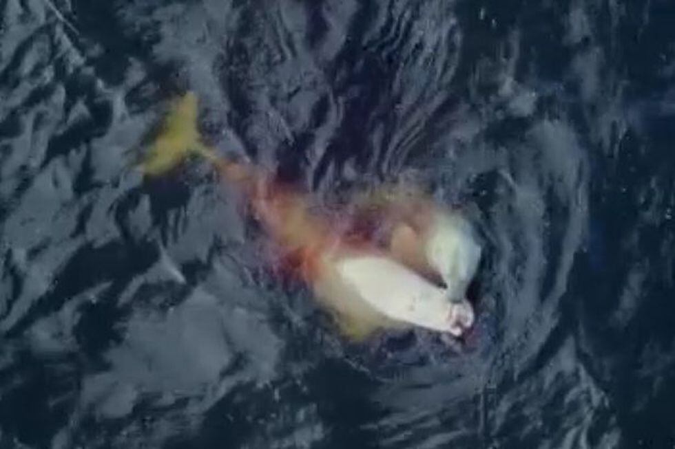 Cambio climático: Captan a oso polar hambriento obligado a cazar ballenas beluga en Canadá. (BBC)