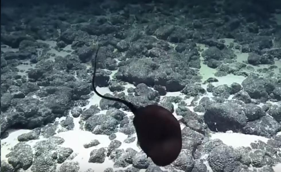 Extraño ejemplar fue registrado por la expedición del buque EV Nautilus, en las aguas profundas de Hawái. Video se viralizó a través de YouTube.