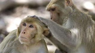 Universidad de Oxford anunció que su vacuna contra el coronavirus funcionó exitosamente en monos [VIDEO]