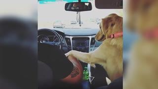 ¡Amor del bueno! Perro intenta tomar la mano de su dueño mientras conduce [VIDEO]