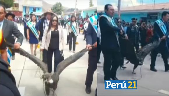 Cóndor andino fue arrastrado por alcalde de Coyllurqui en Fiestas Patrias