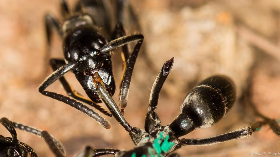 No dejan atrás a un compañero herido. Las hormigas cazadoras de termitas de la especie 'Megaponera analis' atienden las heridas de sus 'soldados' lesionados tras enfrentamientos con otras especies. (Erick Frank)