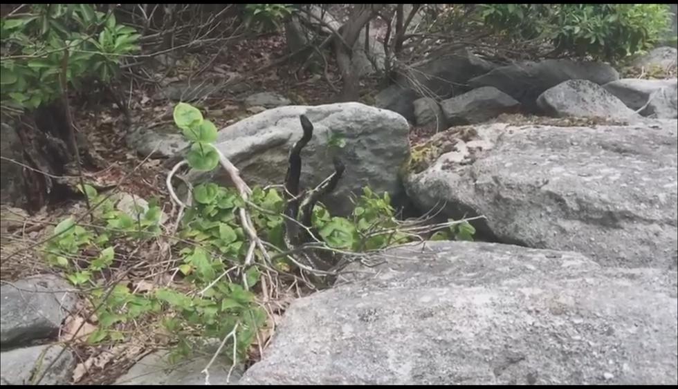 Captan en video el inusual 'combate ritual' de dos serpientes cascabel. (Facebook)