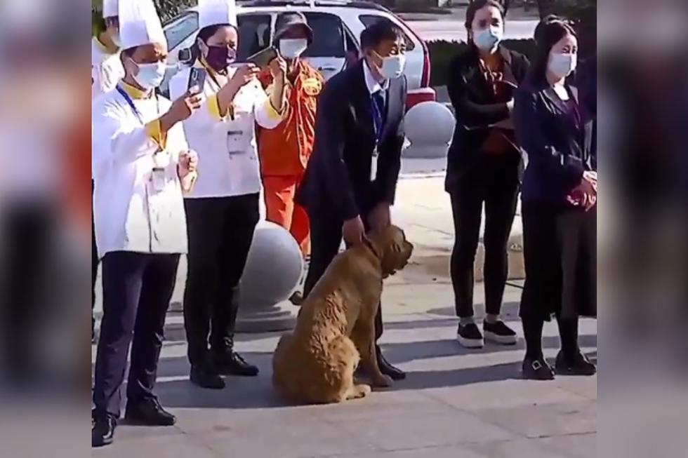 Doctores de la provincia de Shandong alimentaron y jugaron con el perro durante el tiempo que duró la cuarentena, estableciendo una gran relación con él. (Foto: Captura)