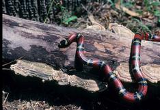 Hombre fue mordido por una de las serpiente más venenosas en EE.UU. y ahora lucha por su vida [FOTOS]